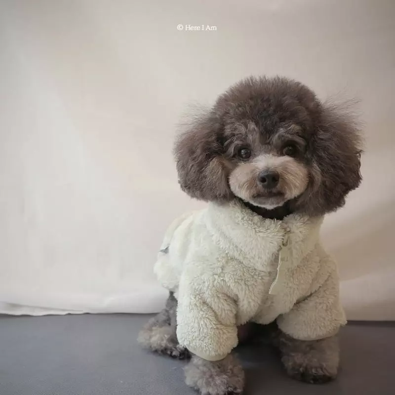 Here I Am - Korean Children Fashion - #childofig - Kinder Fleece Pet Wear - 11