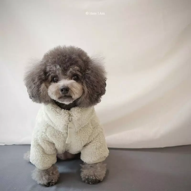 Here I Am - Korean Children Fashion - #minifashionista - Kinder Fleece Pet Wear - 6